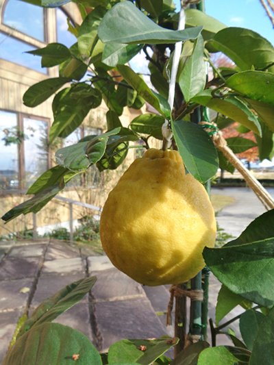 2023.01.20_biglemon2.jpg