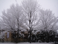 幻想的な雪景色