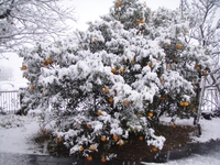 幻想的な雪景色