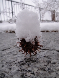 幻想的な雪景色