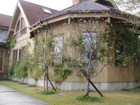 リンゴの花が開花