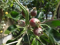 リンゴの小さな実