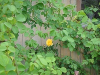 今年一番目のバラ