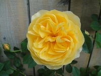 今年一番目のバラ