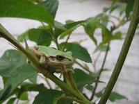 今年一番目のバラ