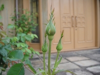 今年一番目のバラ