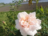 マダム・アルフレッド・カリエールの開花