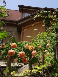 オリガーデン　バラ祭り