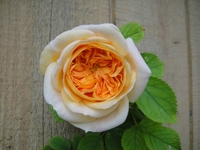 アルケミストの開花