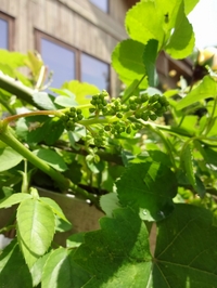 小さなブドウの花芽