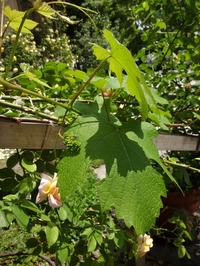 小さなブドウの花芽