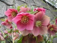 満開のクリスマスローズ