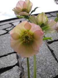 満開のクリスマスローズ