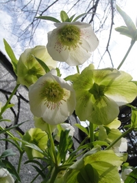 満開のクリスマスローズ