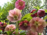 満開のクリスマスローズ