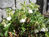 クリスマスローズが咲き始めました