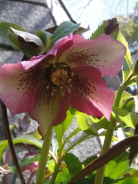 クリスマスローズが咲き始めました