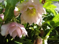 クリスマスローズが咲き始めました