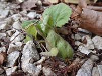 フキノトウを発見