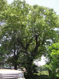 栗の細長い花芽