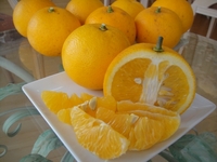 夏みかんの大収穫