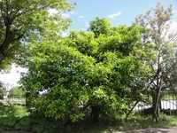 夏みかんの真っ白な花