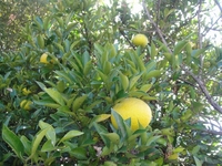 夏みかんが色づき始めました