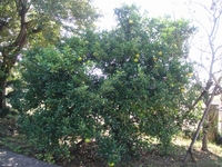 夏みかんが色づき始めました