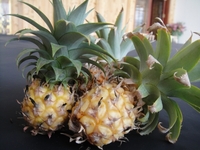 パイナップル収穫