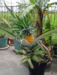 甘いパイナップル