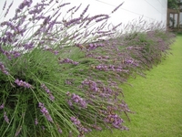 ラベンダーが見頃です