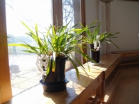 満開のシンビジューム