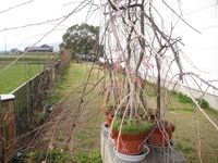 桜が咲きました