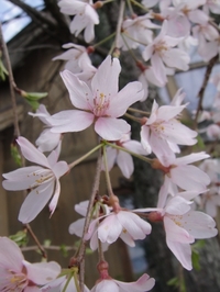 枝垂れ桜が満開に！
