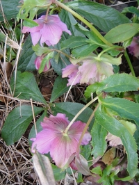 クリスマスローズの開花