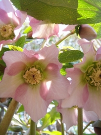 クリスマスローズが次々と咲き始めました