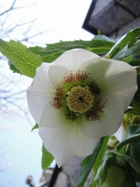 クリスマスローズが次々と咲き始めました