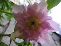 クリスマスローズが次々と咲き始めました