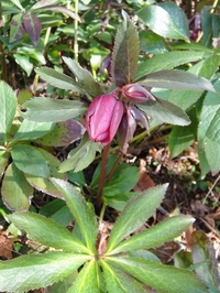 クリスマスローズが次々と咲き始めました