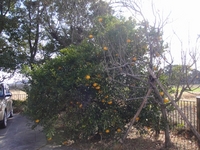 美味しい夏みかん