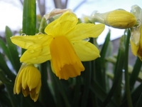 雪の中で咲くスイセン