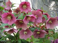 春を彩る満開のクリスマスローズ