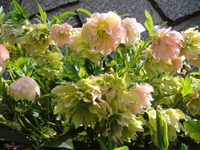 春を彩る満開のクリスマスローズ