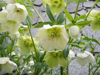 春を彩る満開のクリスマスローズ