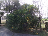 夏みかんを収穫しました