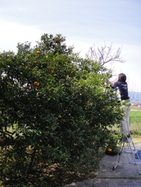 夏みかんを収穫しました