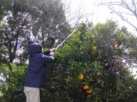 夏みかんを収穫しました