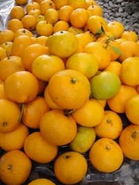 夏みかんを収穫しました