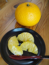 夏みかんを収穫しました