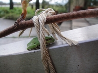 今年1番最初に咲いたバラとオリガエル